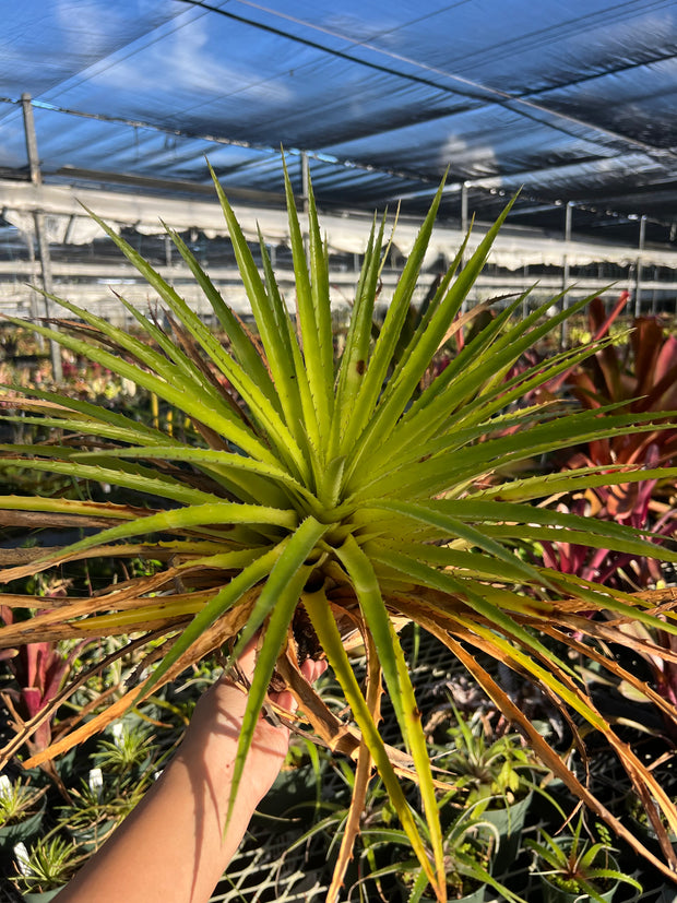 Bromelia humilis