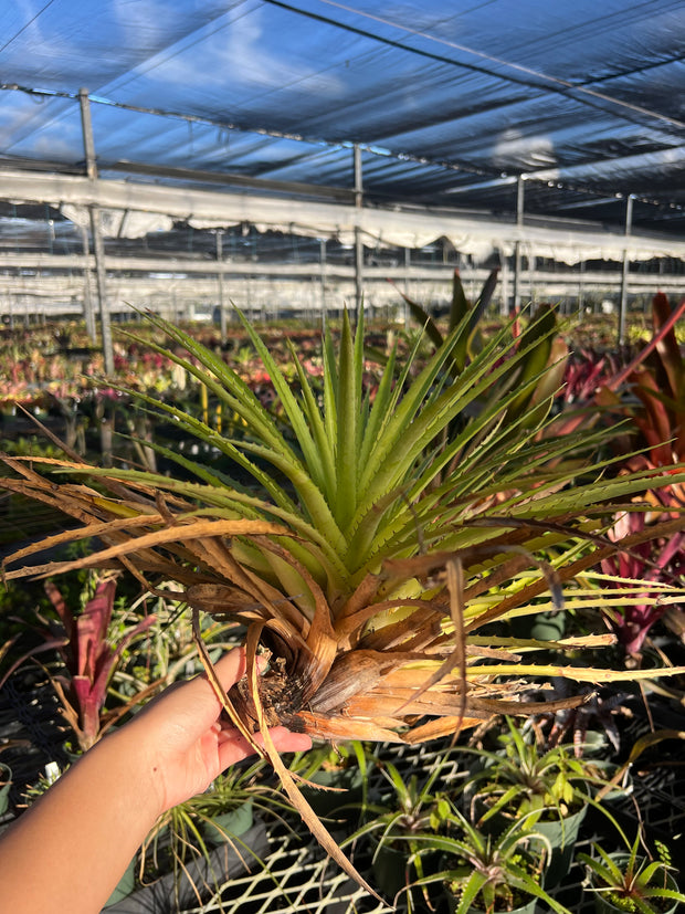 Bromelia humilis