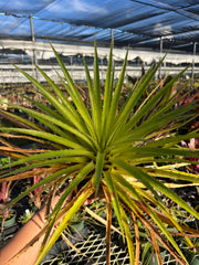 Bromelia humilis