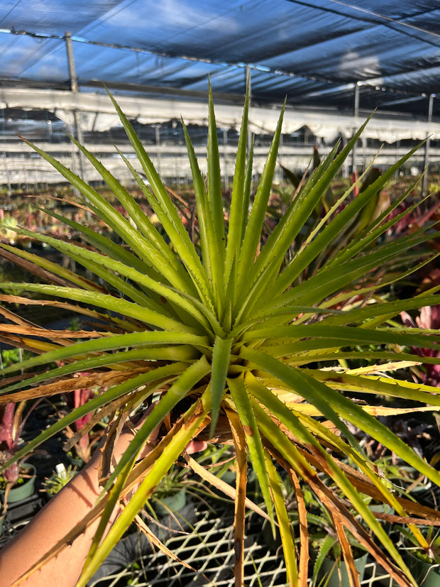 Bromelia humilis