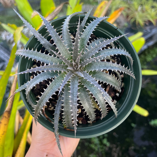 Dyckia 'Misty'