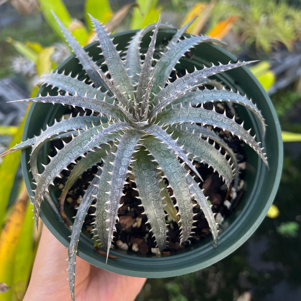 Dyckia 'Misty'