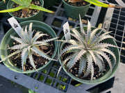 Dyckia 'Misty'