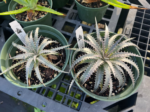 Dyckia 'Misty'