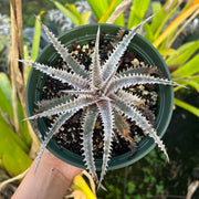 Dyckia 'Diamond Tooth'