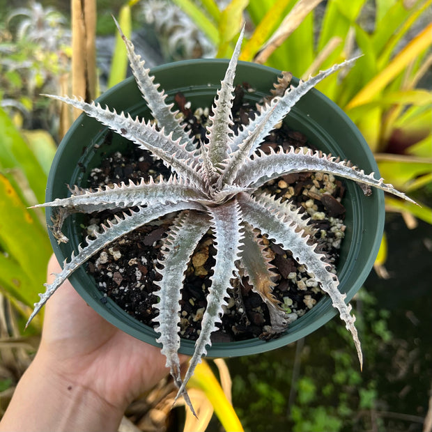 Dyckia 'Diamond Tooth'
