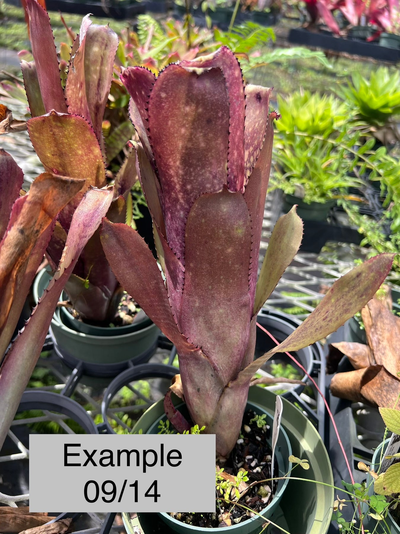 Billbergia (DM×Afterglow)×Purple Haze ① Billbergia 'Don's Purple Haze' – Tropiflora