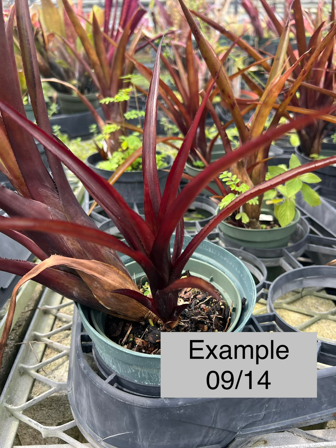 Aechmea 'Black on Black' – Tropiflora