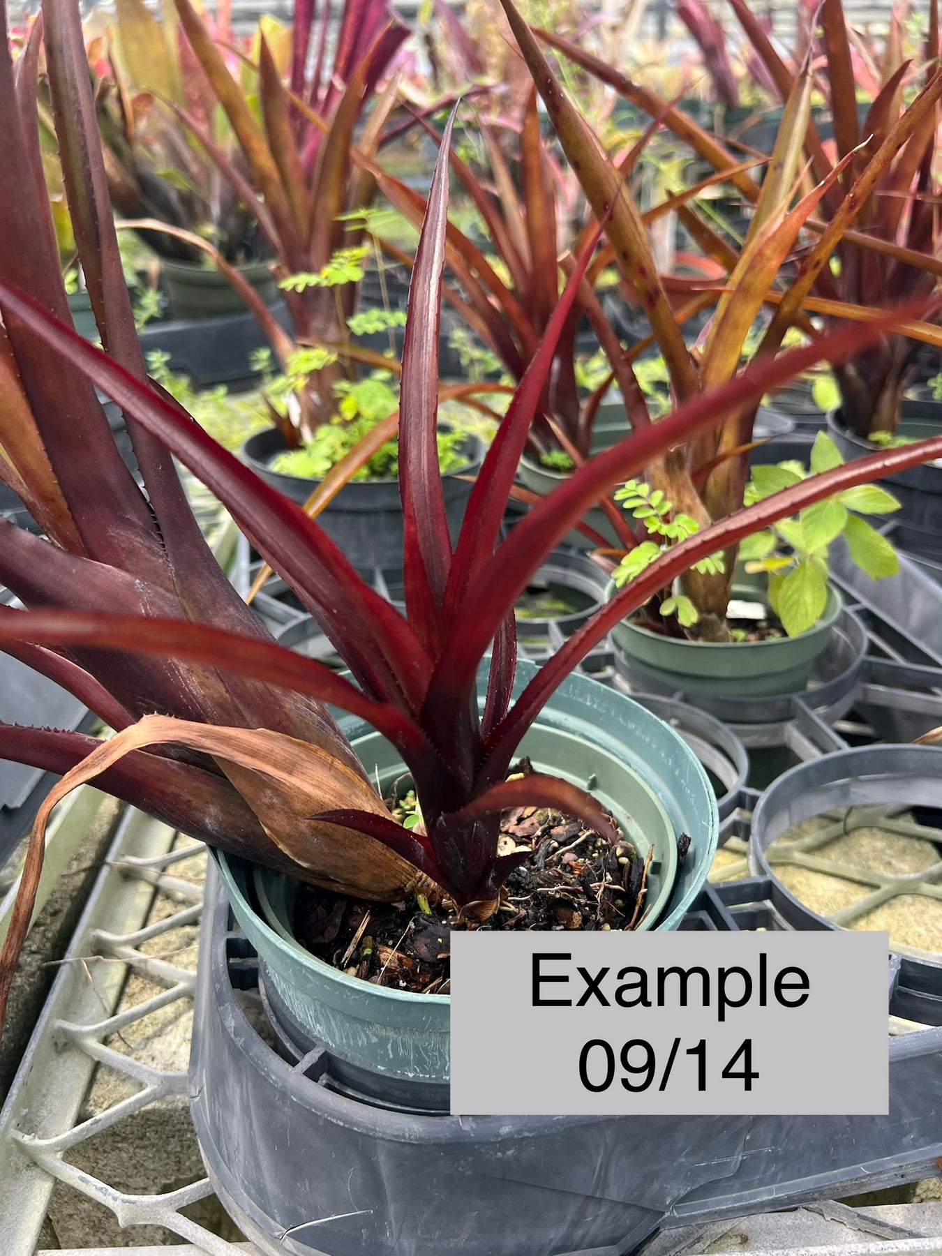 Aechmea 'Black on Black' – Tropiflora