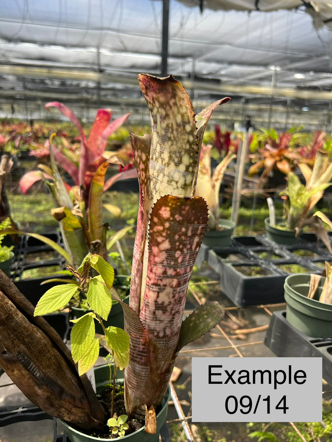 Billbergia 'YouTube' – Tropiflora