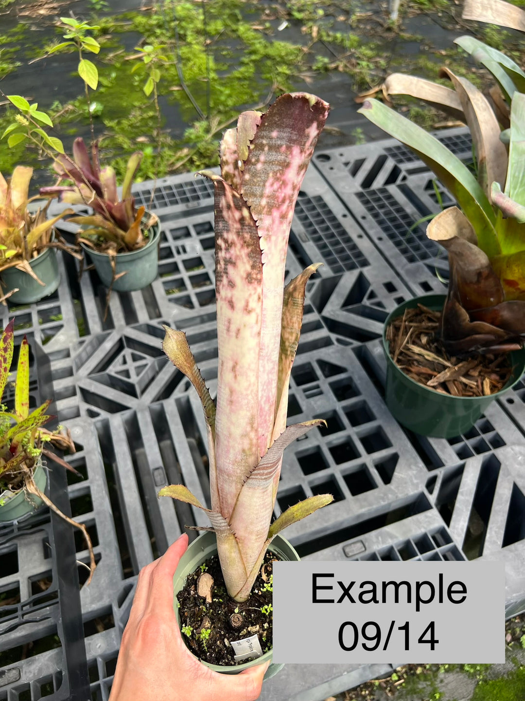 Billbergia 'Pipeline' – Tropiflora