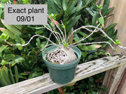 Hydnophytum moseleyanum (formerly papuanum)