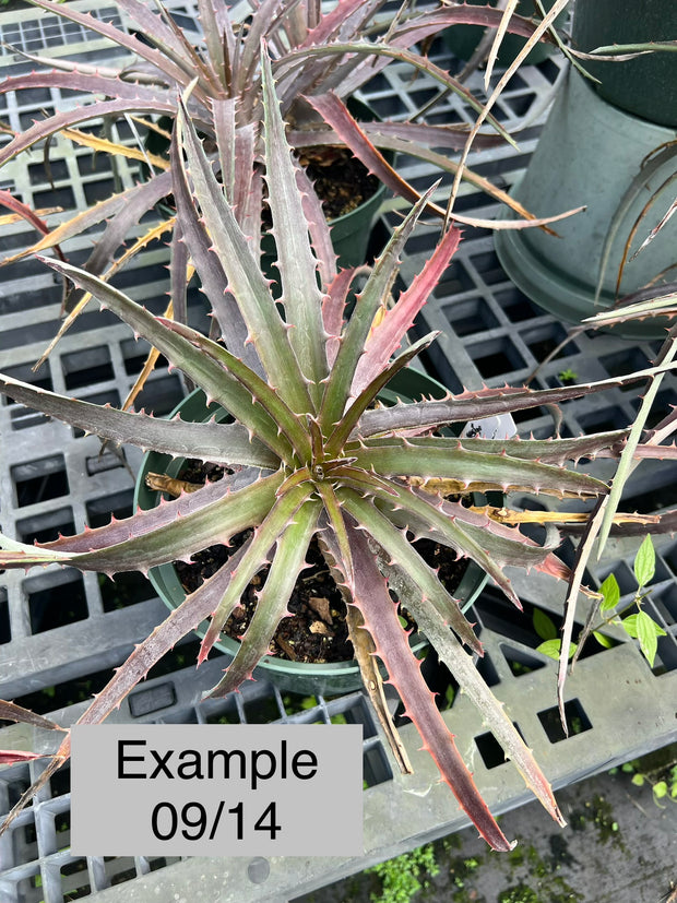 Dyckia reitzii v. rubra x 'Arizona' – Tropiflora