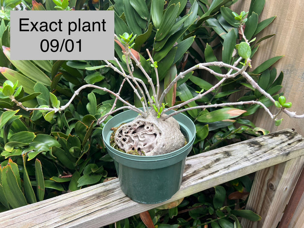 Hydnophytum moseleyanum (formerly papuanum)