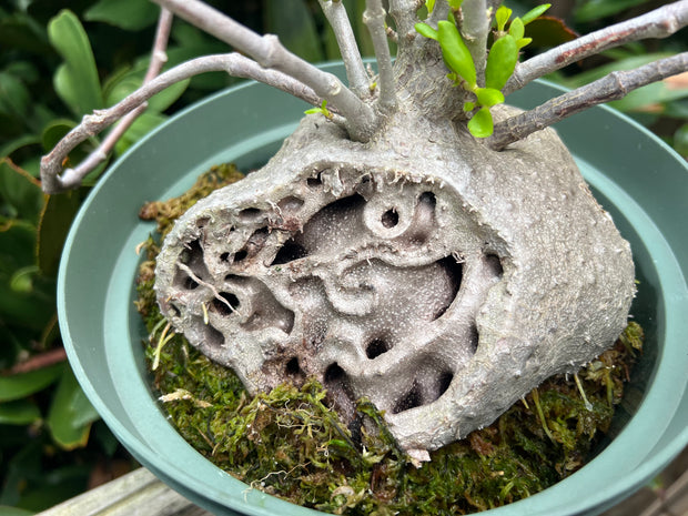 Hydnophytum moseleyanum (formerly papuanum)