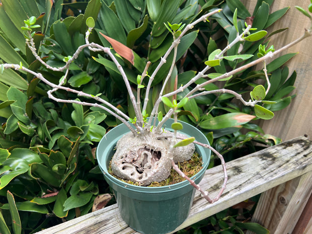 Hydnophytum moseleyanum (formerly papuanum)