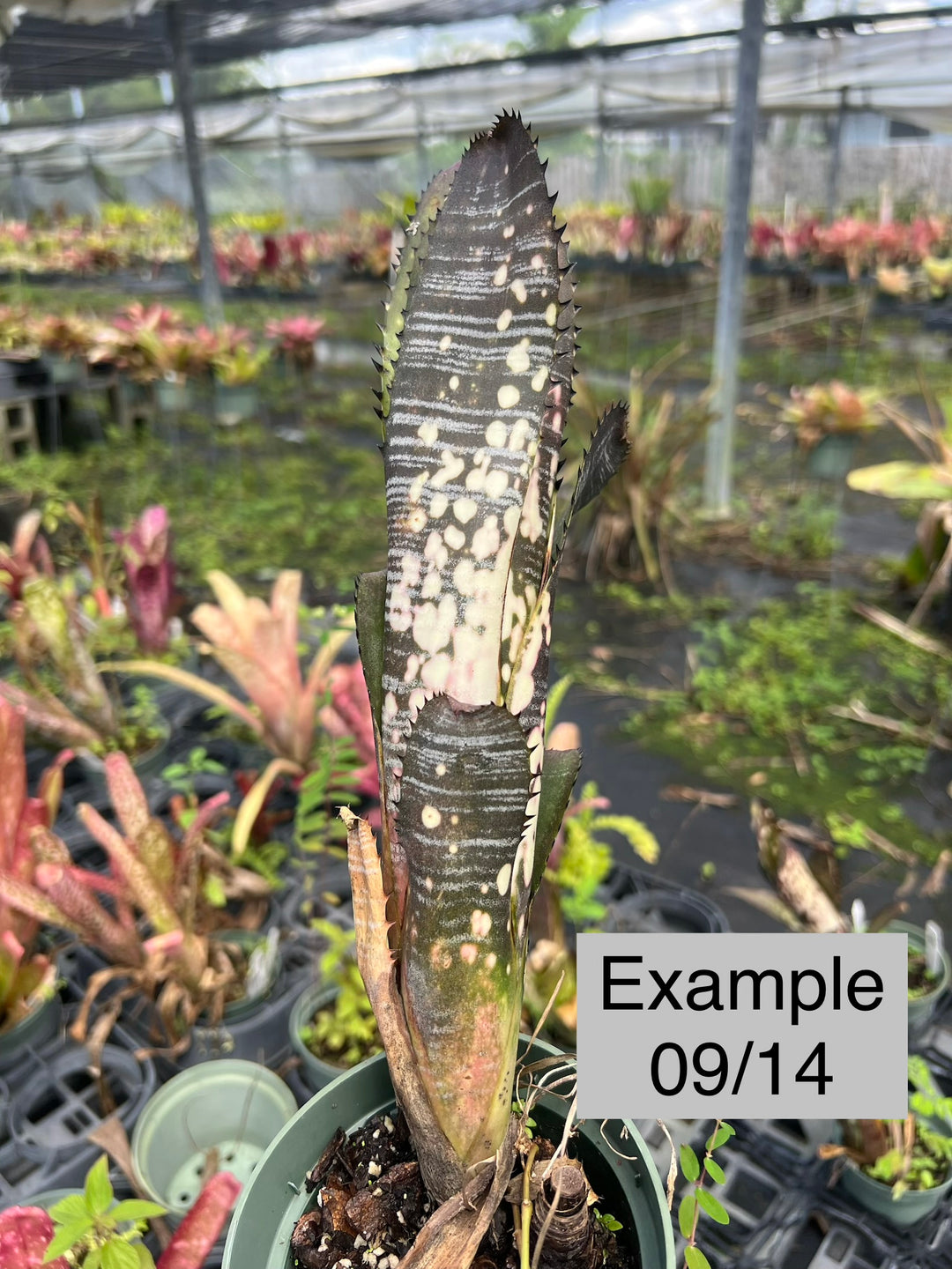 ブロメリア・エアープランツ Billbergia Domingos Martins Billbergia vittata 'Domingos Martins' – Tropiflora