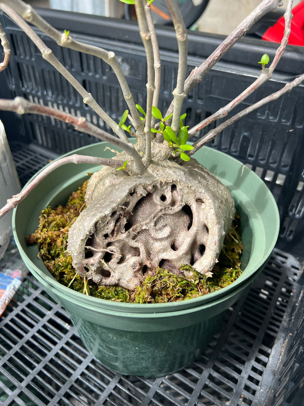 Hydnophytum moseleyanum (formerly papuanum)