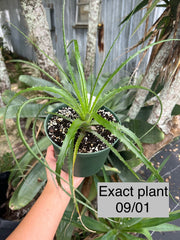 Encholirium irwinii
