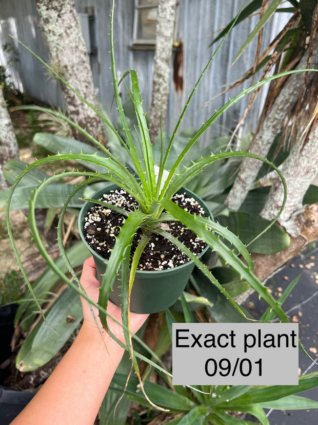 Encholirium irwinii