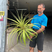 Encholirium cf spectabile Rio de Contas, Bahia