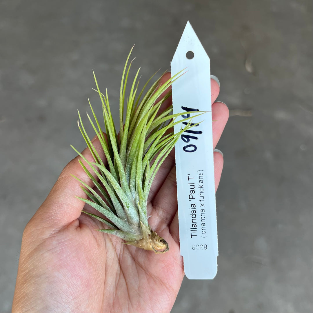 Tillandsia 'Paul T' – Tropiflora