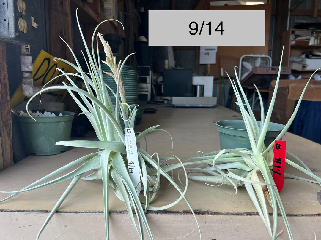 Tillandsia 'June T' – Tropiflora