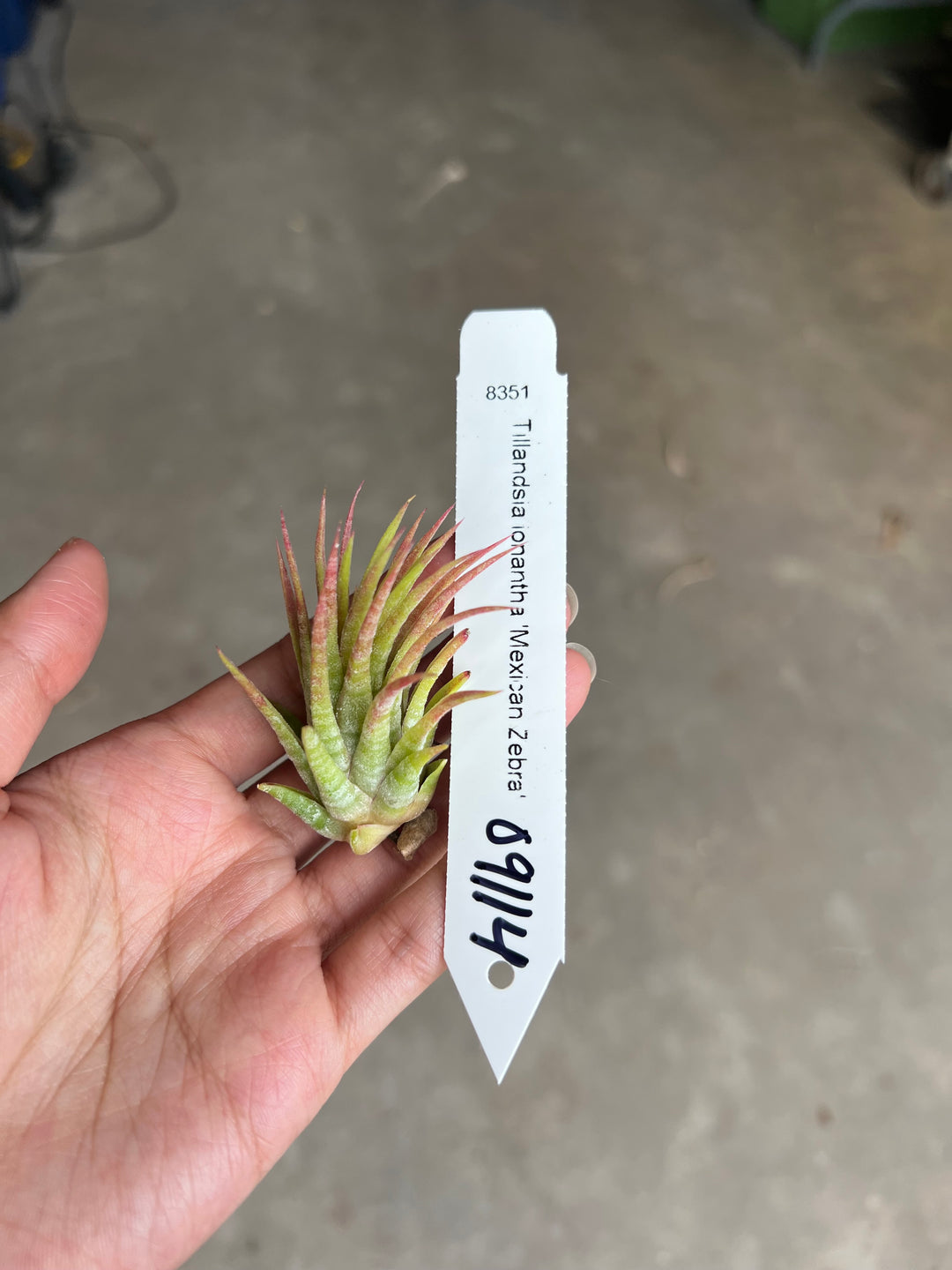 Tillandsia ionantha 'Mexican Zebra' – Tropiflora