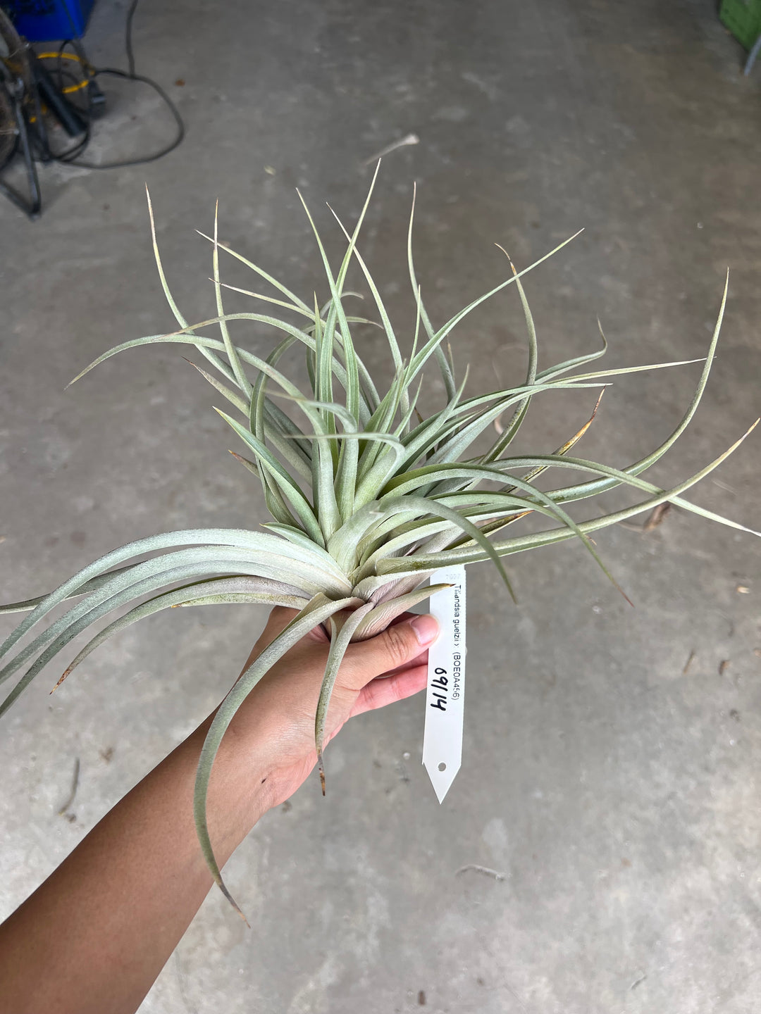 Tillandsia guelzii x – Tropiflora