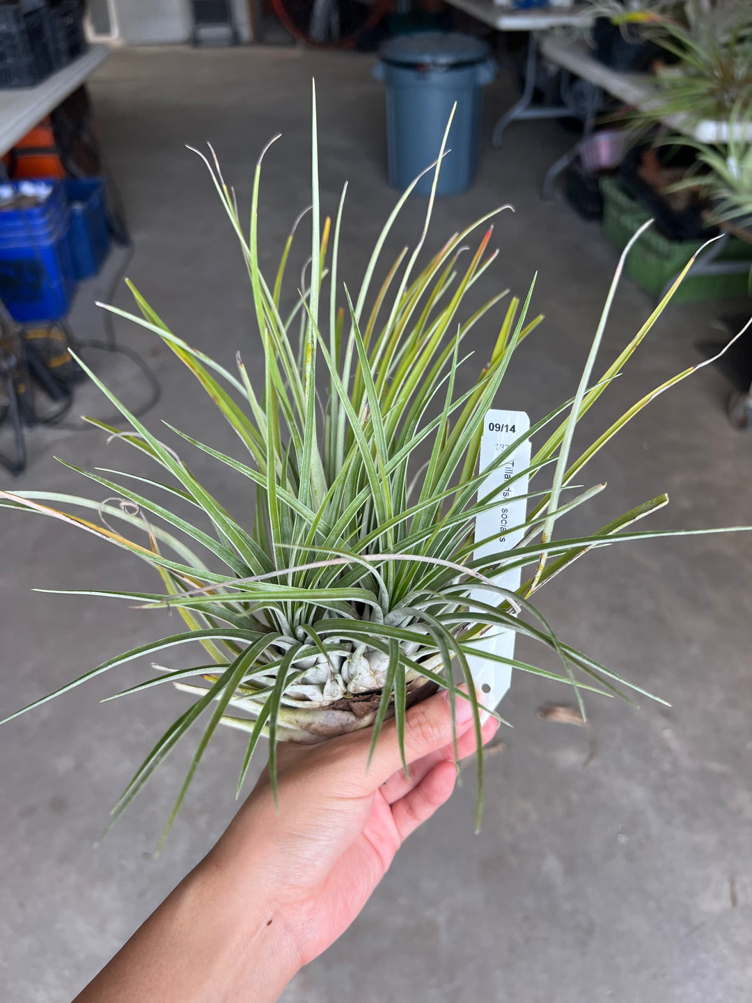 Tillandsia socialis – Tropiflora