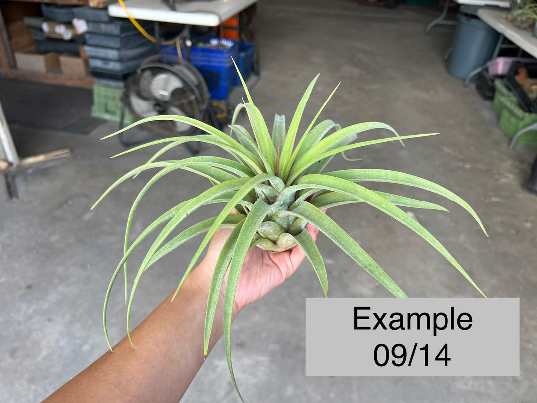 TILLANDSIAS (AIR PLANTS) – Tropiflora