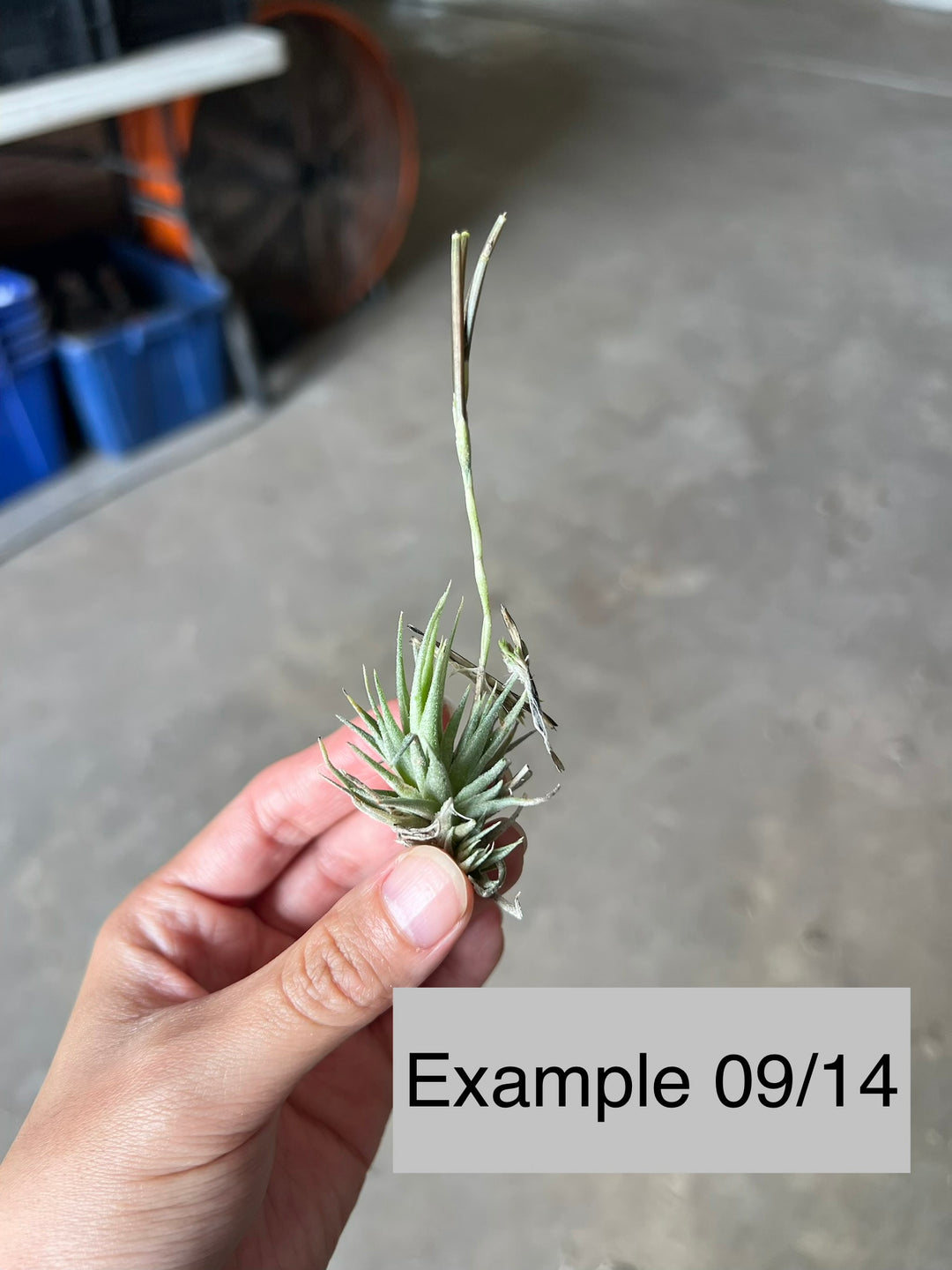 Tillandsia loliacea – Tropiflora