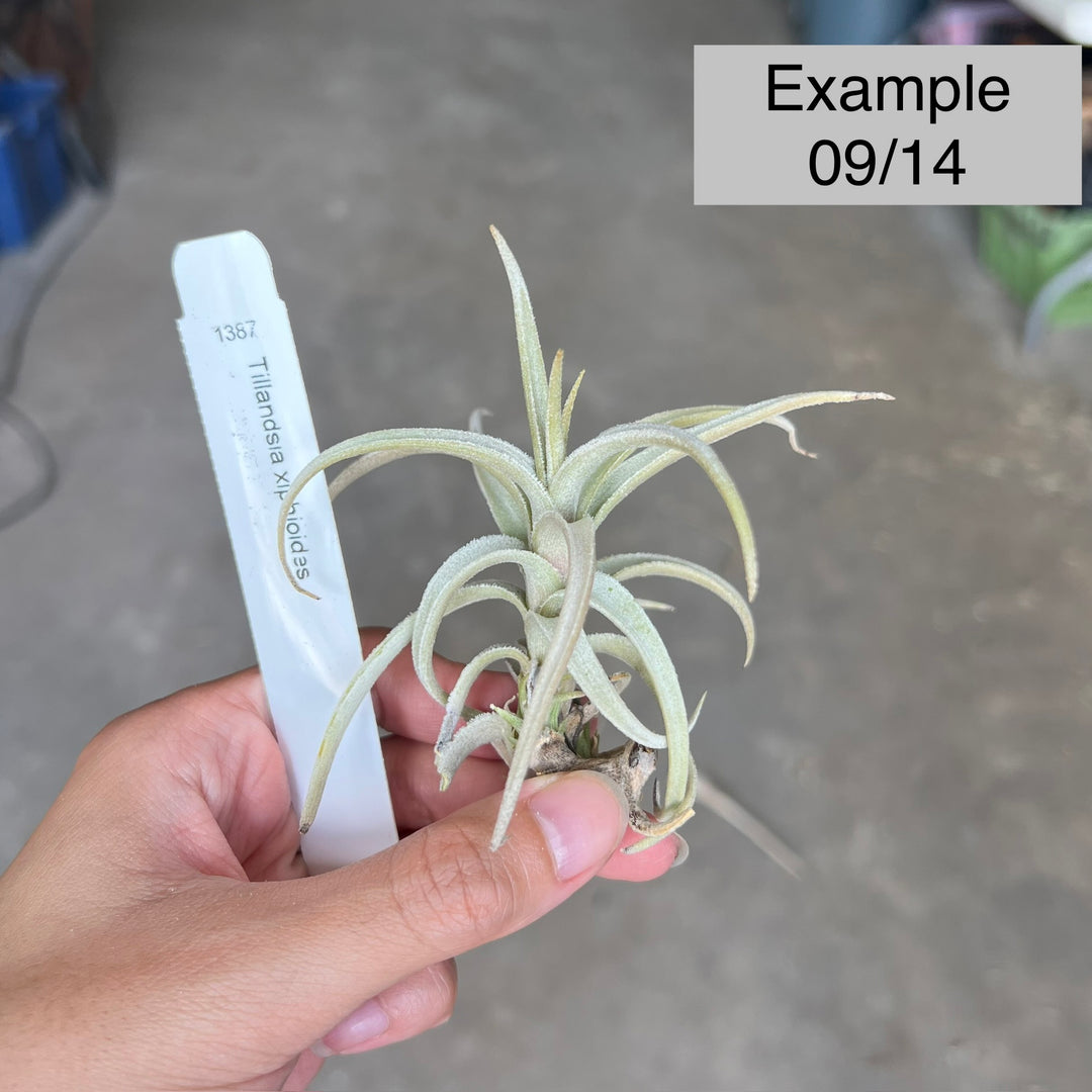 Tillandsia xiphioides – Tropiflora