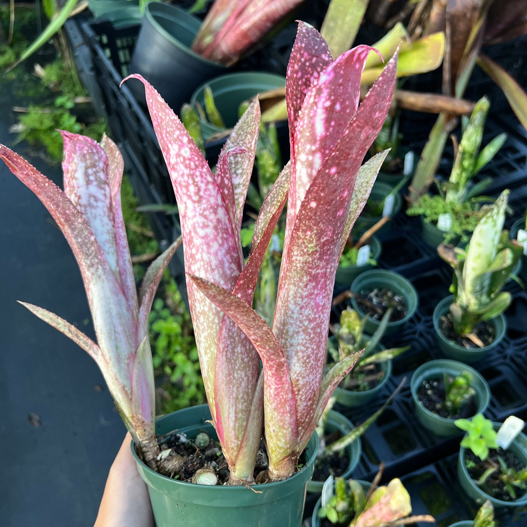 Billbergia 'Pixie' – Tropiflora