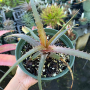 Hechtia rosea