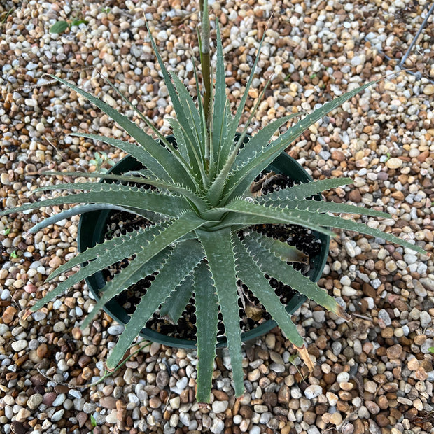 x Dyckcohnia 'Red Bull'