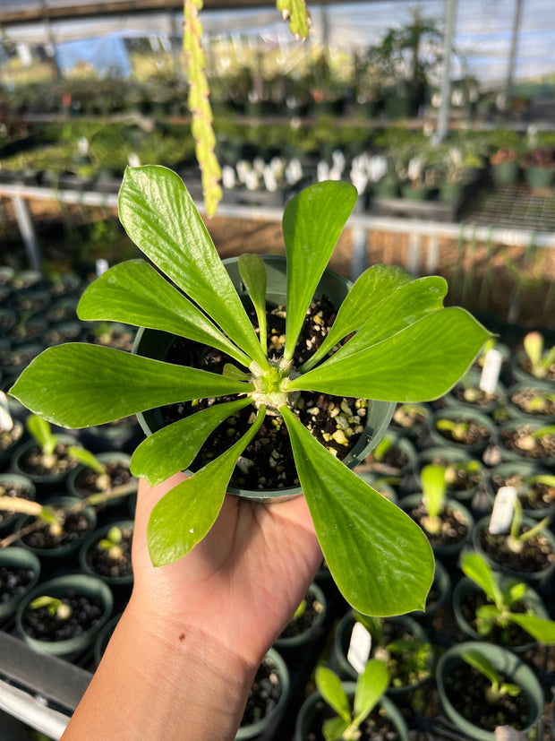 Euphorbia poissoni