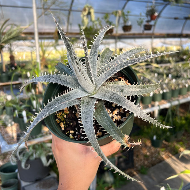 Dyckia 'Eyelash'