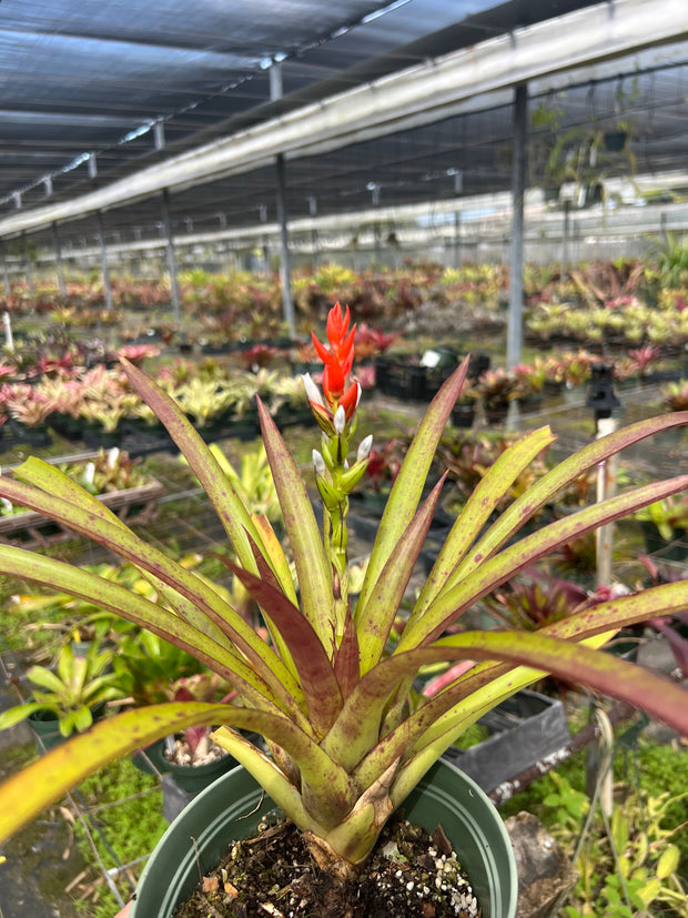 Guzmania monostachia 'Best Clone'