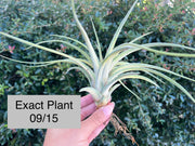 Tillandsia 'Extravagance'
