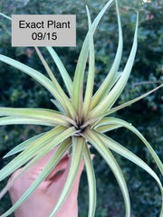 Tillandsia 'Extravagance'