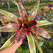 Neoregelia 'Magnificent'