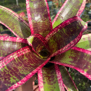 Neoregelia 'Magnificent'