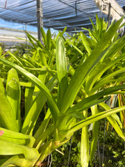 Neoregelia macwilliamsii