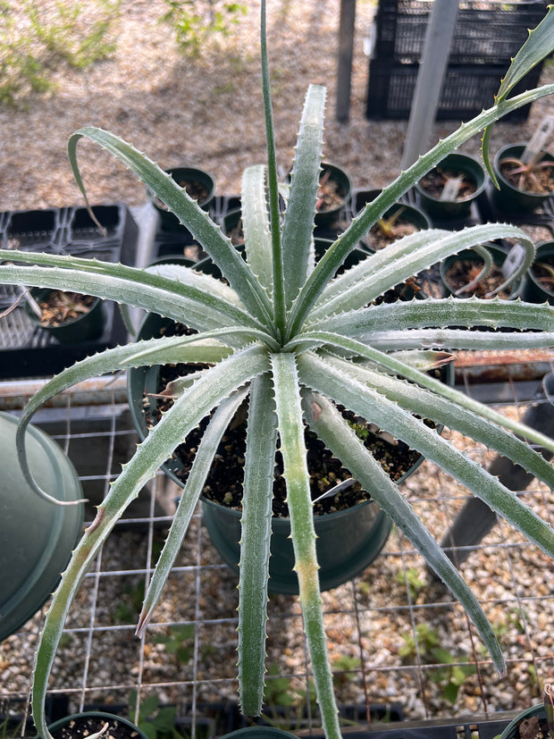 Hechtia species SEL1994-0270 Edo. Queretaro, Mex.