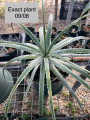 Hechtia species SEL1994-0270 Edo. Queretaro, Mex.