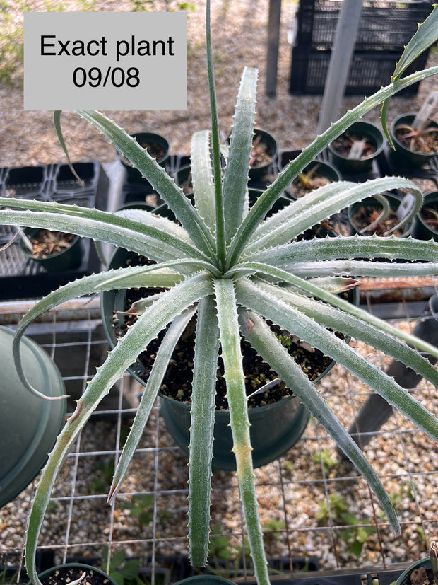 Hechtia species SEL1994-0270 Edo. Queretaro, Mex.