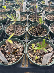 Pachypodium cactipes