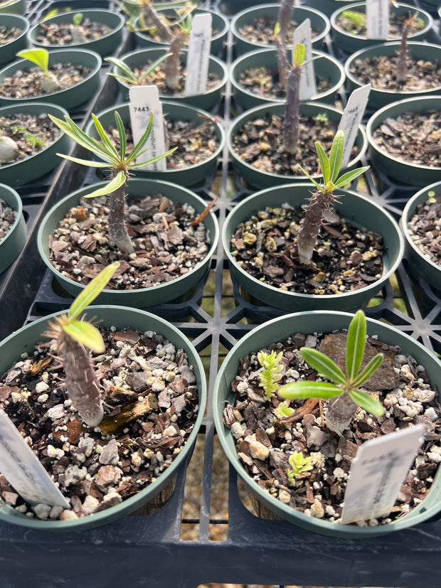 Pachypodium cactipes