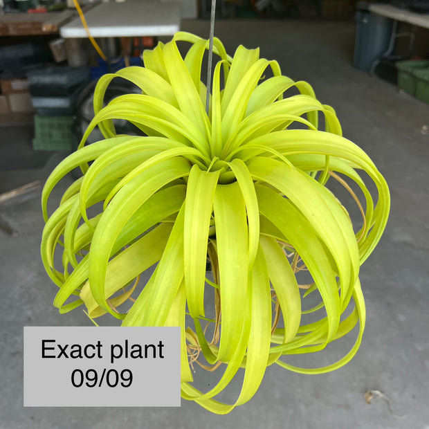 Tillandsia 'Marvelous Masterpiece'